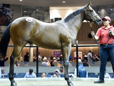 Lord Kanaloa colt attracts big players as momentum continues ... Image 1